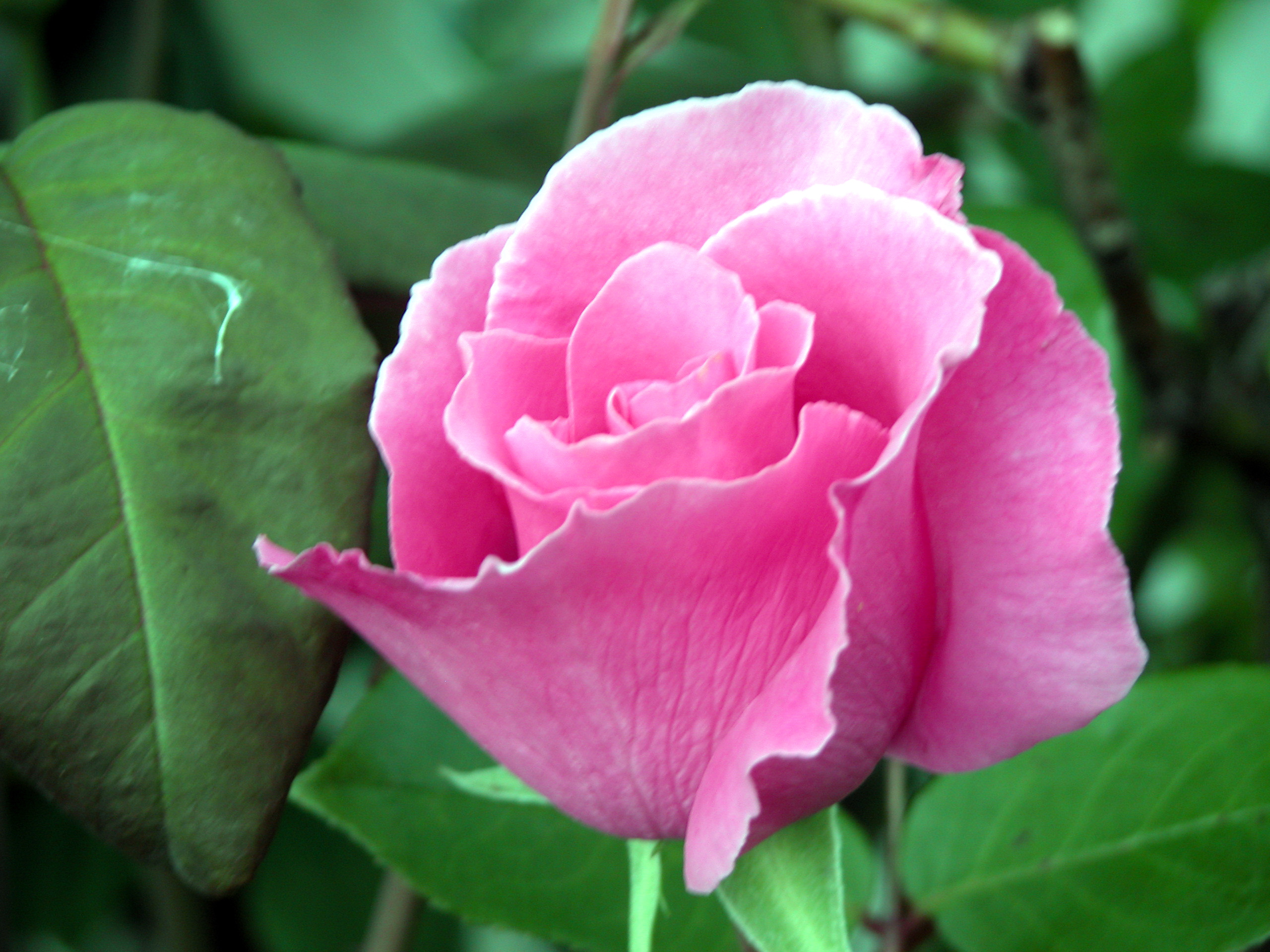 a-beautiful-mccartney-rose-in-my-backyard1